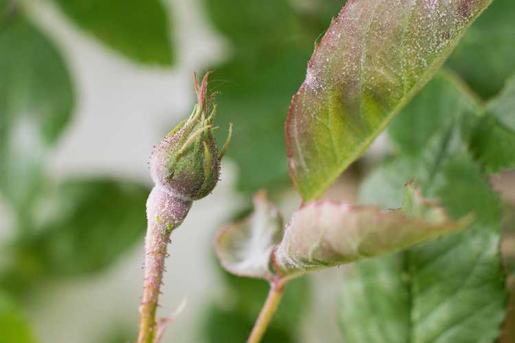 You are currently viewing Roses atteintes d'oïdium : se débarrasser de l'oïdium sur les roses