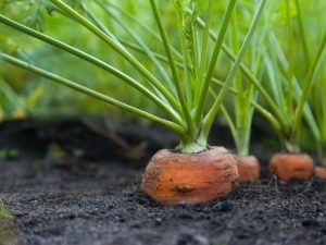 Lire la suite à propos de l’article Oïdium des cultures de carottes : que faire contre l'oïdium des carottes