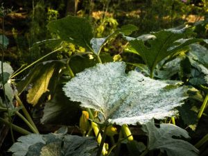 Lire la suite à propos de l’article Contrôle de l'oïdium sur les courges : traiter l'oïdium dans les plants de courges