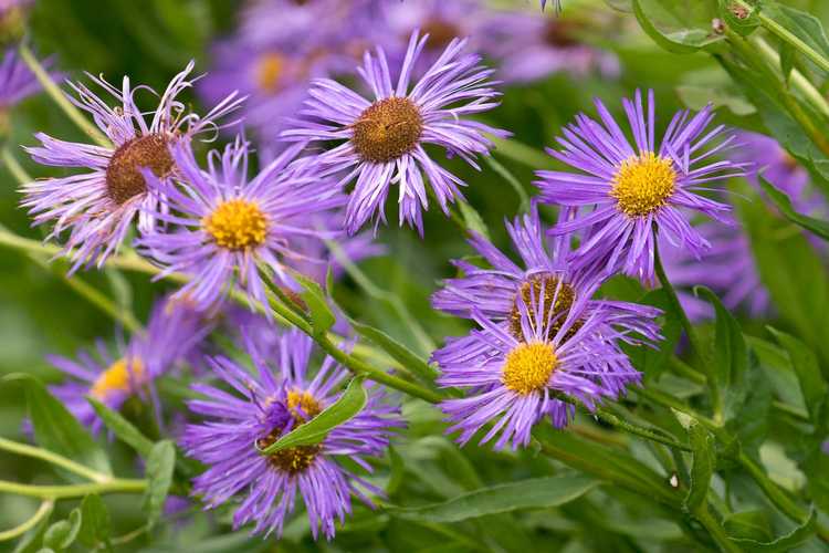 You are currently viewing Contrôle de l'oïdium des asters – Comment se débarrasser de l'oïdium sur les asters