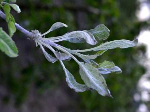 Lire la suite à propos de l’article Champignon de l'oïdium sur les arbres – Comment traiter l'oïdium sur les arbres