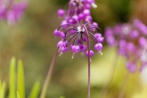 Lire la suite à propos de l’article Oignons roses hochant la tête – Comment faire pousser des oignons hochant la tête dans votre jardin