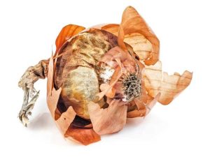 Lire la suite à propos de l’article Pouvez-vous composter des oignons : comment composter des épluchures d'oignons