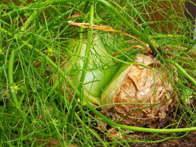 Lire la suite à propos de l’article Informations sur l'oignon de mer Bowiea : conseils pour cultiver des plants d'oignons grimpants