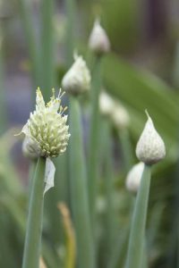 Lire la suite à propos de l’article Plantes d'oignons gallois : conseils pour cultiver des oignons gallois