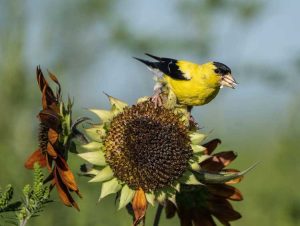 Lire la suite à propos de l’article Graines pour oiseaux cultivées sur place : Cultiver des plantes de graines pour oiseaux dans le jardin