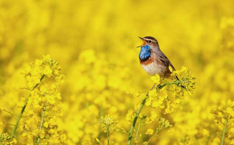 You are currently viewing Planter un jardin pour les oiseaux chanteurs – Les meilleures plantes qui attirent les oiseaux chanteurs