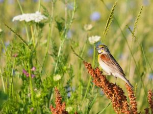 Lire la suite à propos de l’article Que font les micro-prairies : comment faire pousser une micro-prairie