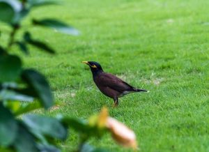 Lire la suite à propos de l’article Dommages causés par les oiseaux aux pelouses – Pourquoi les oiseaux creusent-ils ma pelouse