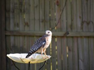 Lire la suite à propos de l’article Oiseaux de proie communs des jardins : attirer les oiseaux de proie dans les jardins