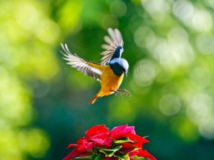 Lire la suite à propos de l’article Qu'est-ce qu'un jardin d'oiseaux – Conseils sur le jardinage pour les oiseaux