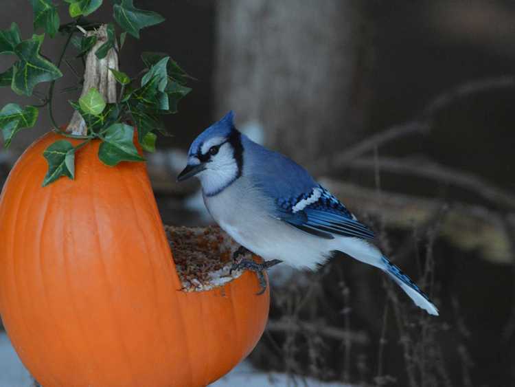 You are currently viewing Mangeoire à oiseaux en coquille de citrouille bricolage – Utilisation de citrouilles recyclées pour les oiseaux