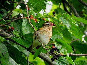 Lire la suite à propos de l’article Cultiver des baies qui attirent les oiseaux : comment choisir les baies que les oiseaux adorent