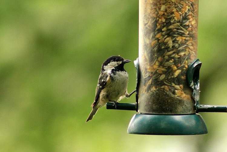You are currently viewing Nourrir les oiseaux de basse-cour : conseils pour attirer les oiseaux dans votre jardin