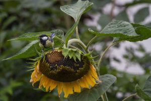 Lire la suite à propos de l’article Écureuils et oiseaux mangeant des fleurs de tournesol : protéger les tournesols des oiseaux et des écureuils