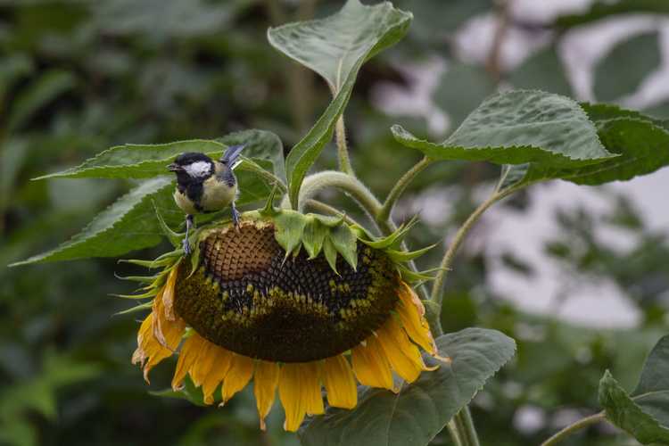 You are currently viewing Écureuils et oiseaux mangeant des fleurs de tournesol : protéger les tournesols des oiseaux et des écureuils