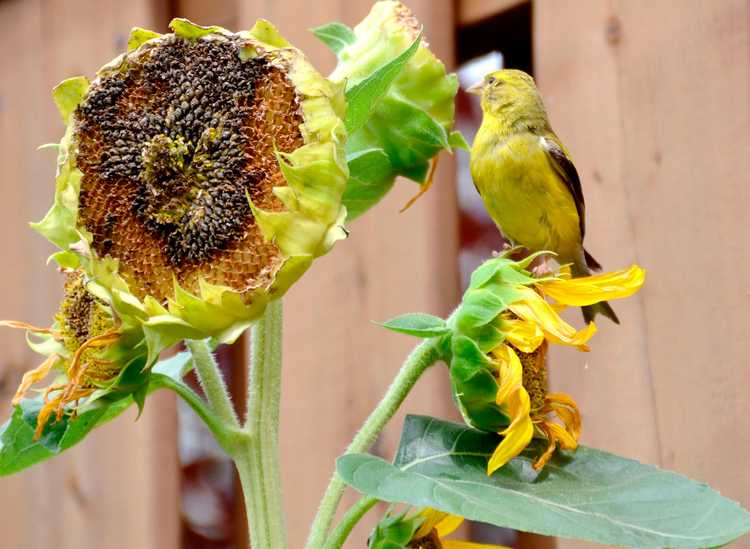 You are currently viewing Têtes de graines de tournesol et enfants : comment utiliser les têtes de tournesol pour nourrir les oiseaux