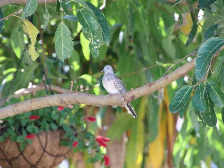 You are currently viewing Plante suspendue avec des oiseaux : que faire pour les oiseaux dans des paniers suspendus