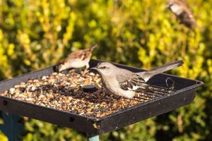 Lire la suite à propos de l’article Mélanges de graines pour oiseaux sauvages – Problèmes avec les graines pour oiseaux dans le jardin