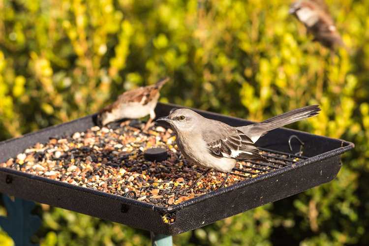 You are currently viewing Mélanges de graines pour oiseaux sauvages – Problèmes avec les graines pour oiseaux dans le jardin