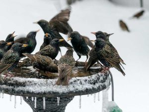 Lire la suite à propos de l’article Bains d'oiseaux chauffés : comment aider les oiseaux pendant la saison des neiges