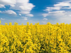 Lire la suite à propos de l’article Cultures de couverture hivernales avec du canola : conseils pour planter des cultures de couverture de canola