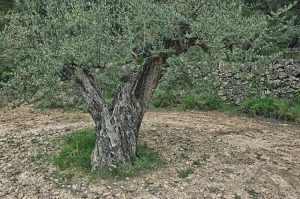 Lire la suite à propos de l’article Maladie de Xylella de l'olivier : découvrez Xylella Fastidiosa et les olives