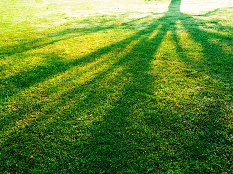 Lire la suite à propos de l’article Conseils pour faire pousser de l’herbe dans les zones ombragées