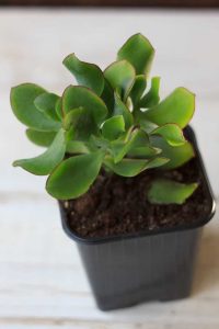 Lire la suite à propos de l’article Informations sur les plantes Ripple Jade : Prendre soin des plantes Ripple Jade