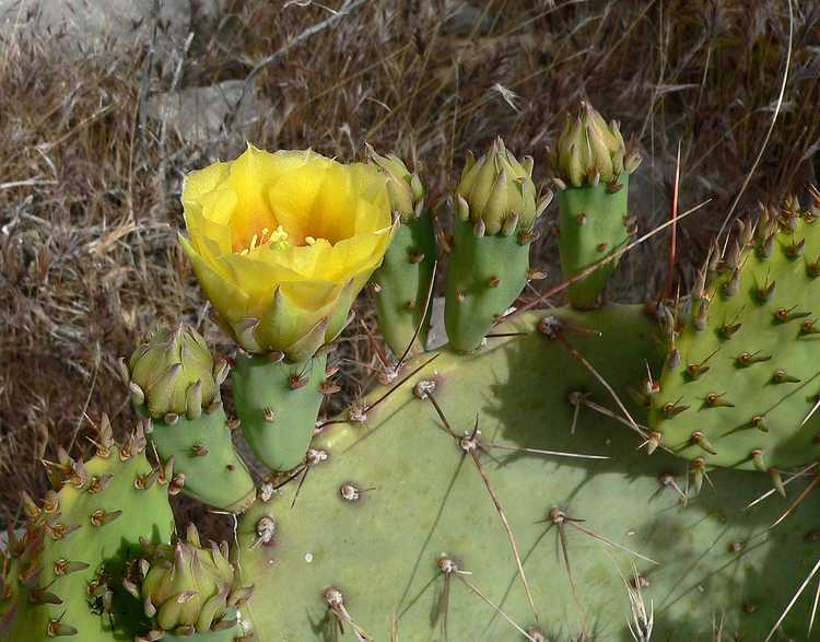 You are currently viewing Engelmann Figue de Barbarie Info – En savoir plus sur la culture des plants de pommes de cactus