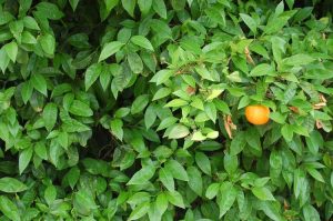Lire la suite à propos de l’article Problèmes de fruits des orangers : comment obtenir des fruits sur les orangers
