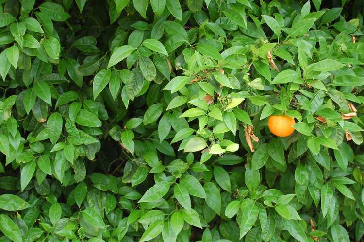 You are currently viewing Problèmes de fruits des orangers : comment obtenir des fruits sur les orangers