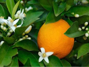 Lire la suite à propos de l’article Récolte d'oranges en fleurs : l'arbre a des oranges et des fleurs en même temps