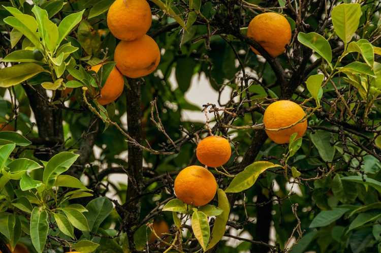 You are currently viewing Jaunissement des feuilles des orangers : mes feuilles d'oranger jaunissent