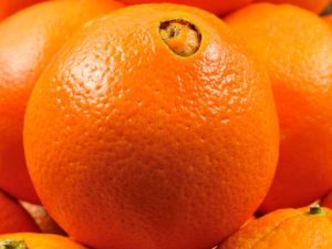 Lire la suite à propos de l’article Cultiver des oranges Navel – En savoir plus sur les soins de l'orange Navel