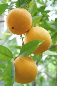 Lire la suite à propos de l’article Variétés de fruits oranges : découvrez les différents types d'oranges
