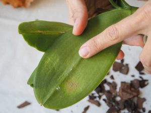 Lire la suite à propos de l’article Substance collante sur les feuilles d'orchidées – Quelles sont les causes des feuilles d'orchidées collantes