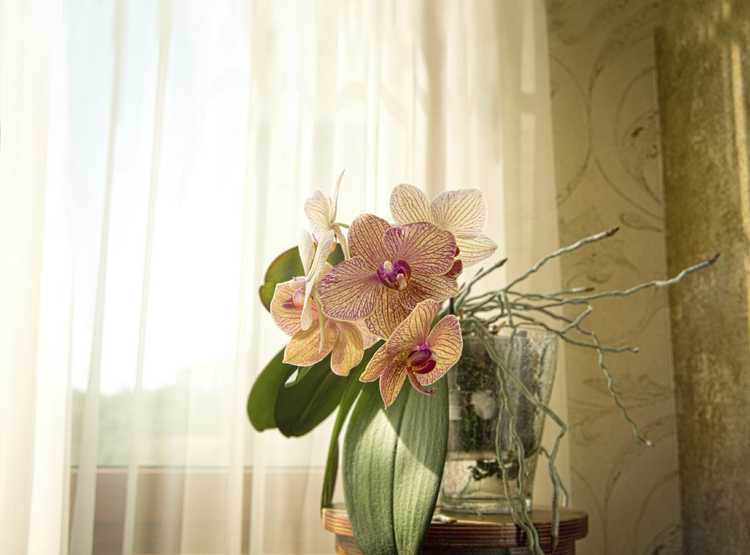 You are currently viewing Entretien et alimentation des orchidées : conseils pour fertiliser les orchidées