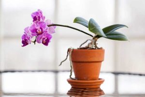 Lire la suite à propos de l’article Raisons de la chute des feuilles d'orchidées : Apprenez à réparer la chute des feuilles d'orchidées