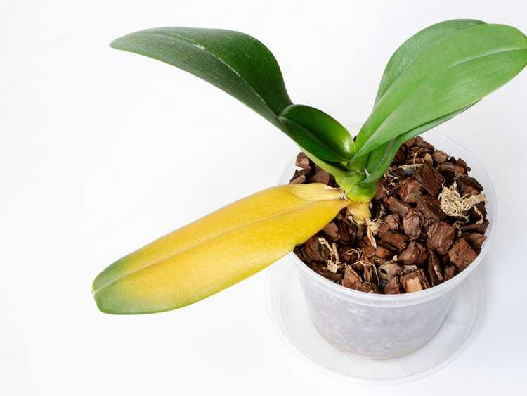 You are currently viewing Maladies des plantes d'orchidées – Conseils pour traiter les maladies des orchidées