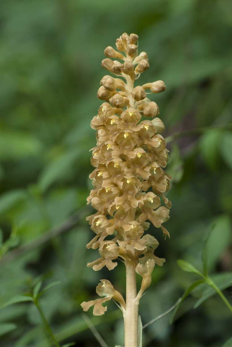 Lire la suite à propos de l’article Qu'est-ce que l'orchidée nid d'oiseau – Où pousse l'orchidée nid d'oiseau