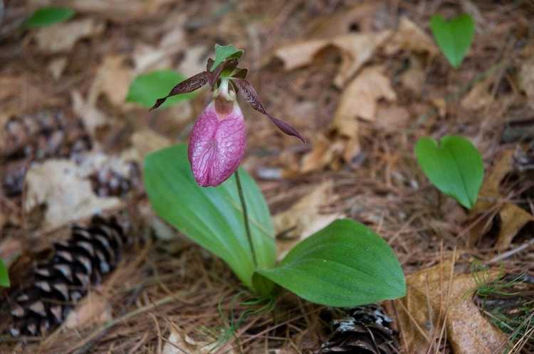 You are currently viewing Entretien des Lady Slipper : Comment faire pousser des orchidées Lady Slipper