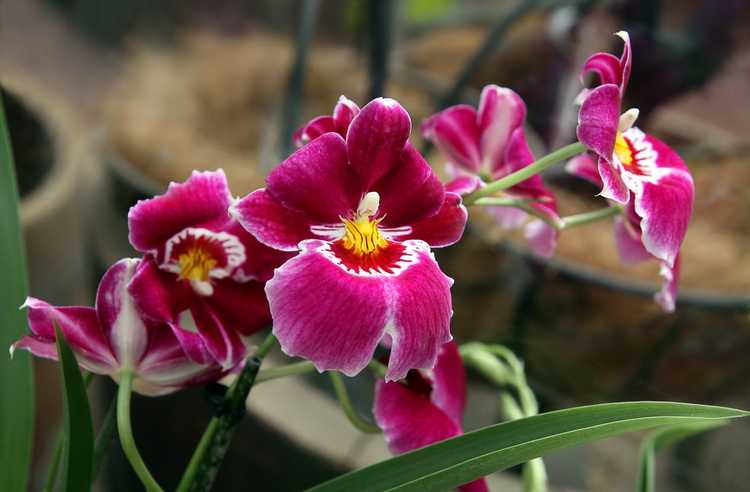 You are currently viewing Orchidée pensée Miltoniopsis : Conseils pour prendre soin des orchidées pensée