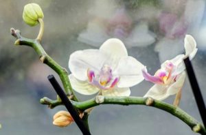 Lire la suite à propos de l’article Soins des orchidées Phal après la floraison – Prendre soin des orchidées Phalaenopsis après la floraison