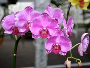 Lire la suite à propos de l’article Culture d'orchidées pour débutants : Commencer avec les plantes d'orchidées