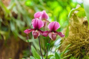 Lire la suite à propos de l’article Soins Paphiopedilum : Cultiver des orchidées terrestres Paphiopedilum