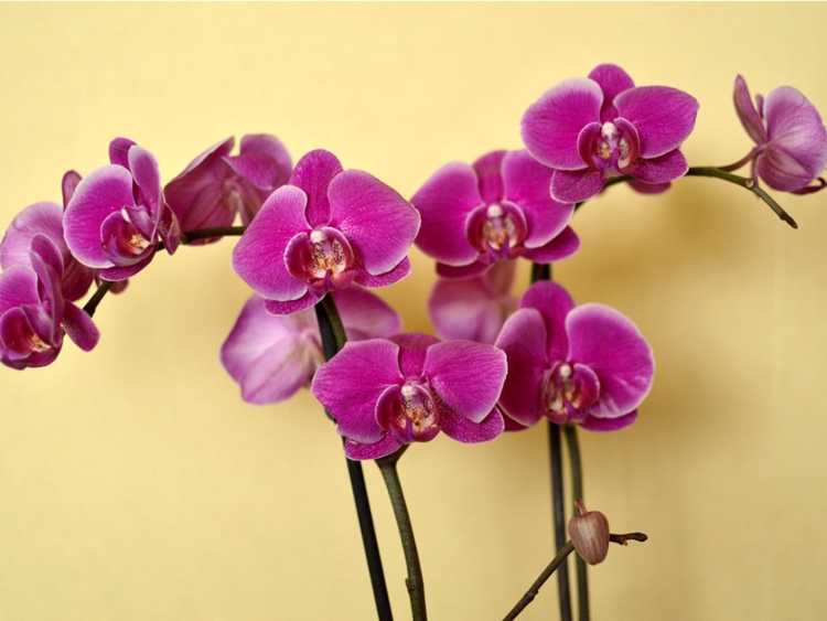 You are currently viewing Conseils pour la culture des orchidées : comment prendre soin des plantes d'orchidées à l'intérieur