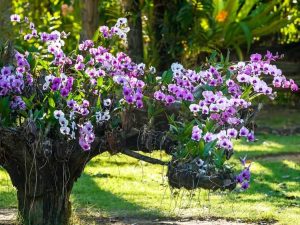Lire la suite à propos de l’article Où poussent naturellement les orchidées à l’état sauvage ?