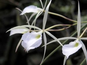 Lire la suite à propos de l’article Qu'est-ce qu'une orchidée Brassavola – Soins des orchidées Brassavola