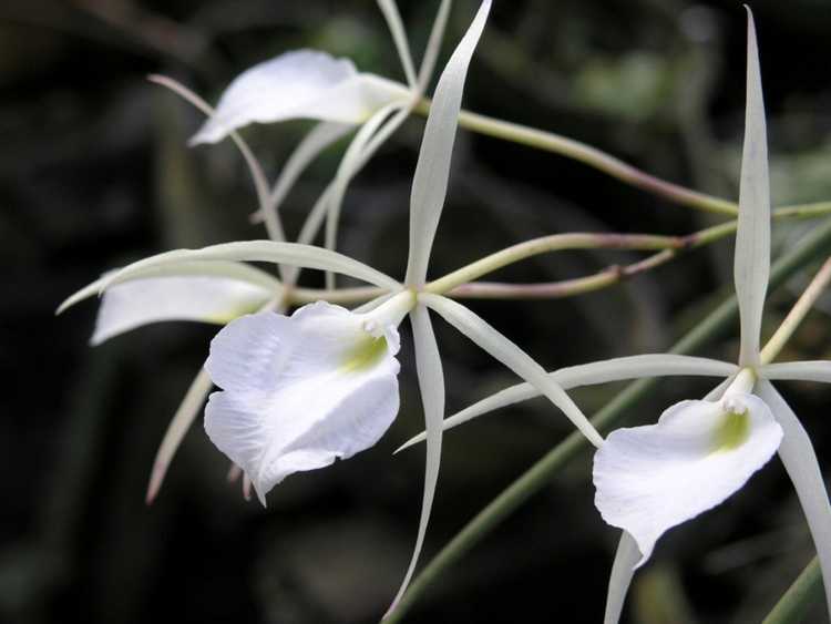 You are currently viewing Qu'est-ce qu'une orchidée Brassavola – Soins des orchidées Brassavola
